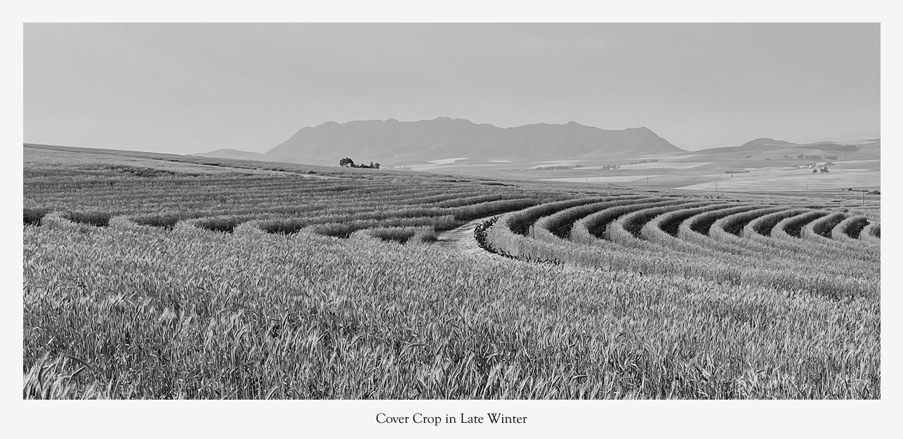 Crop Late Winter The Sadie Family Wines
