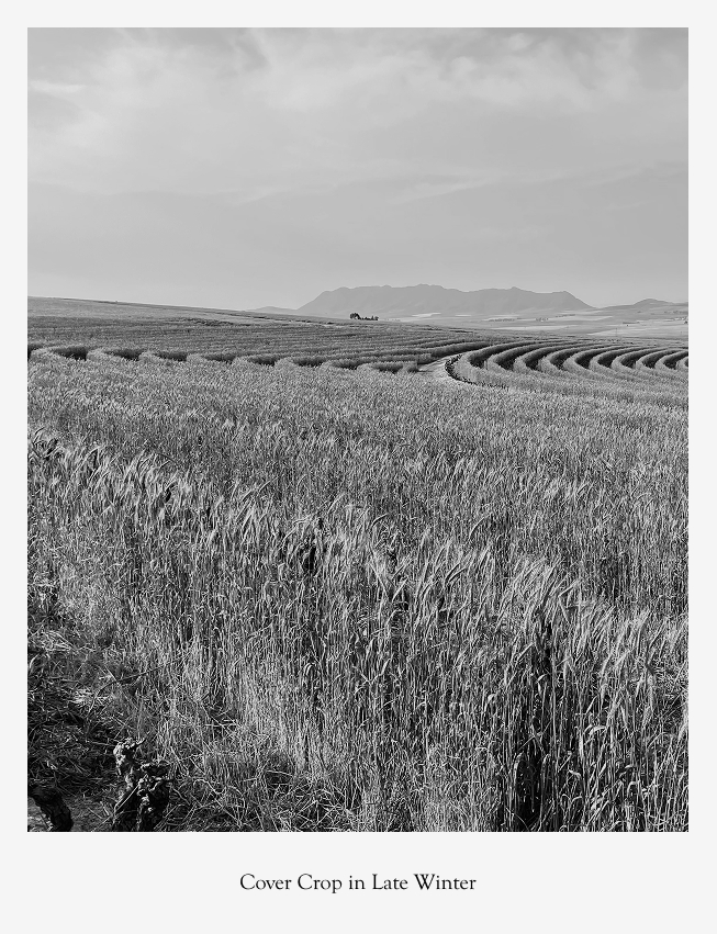 Cover Crops Late Winter Sadie Family Wines