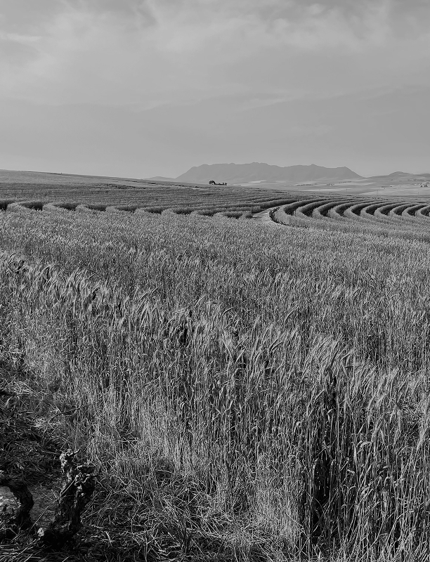 Crop Late Winter The Sadie Family Wines